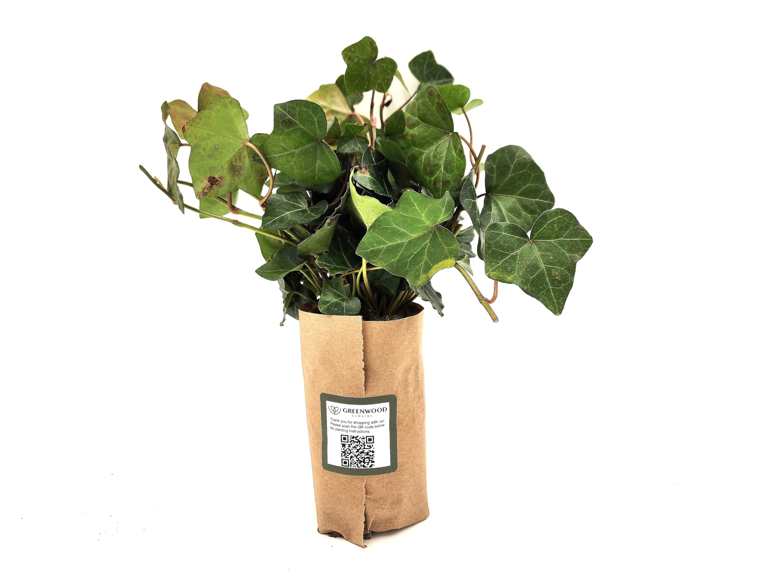 「sckng.w 」la basic IVY Amazon.com : Greenwood Nursery: Live Ground-Cover Plants - English